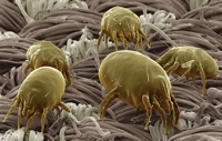 Dust Mite Cause Allergy
