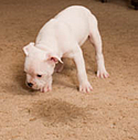 Recurring Carpet Stains