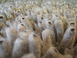 Clean Carpet Fibers