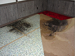 Mold Removal and Remediation